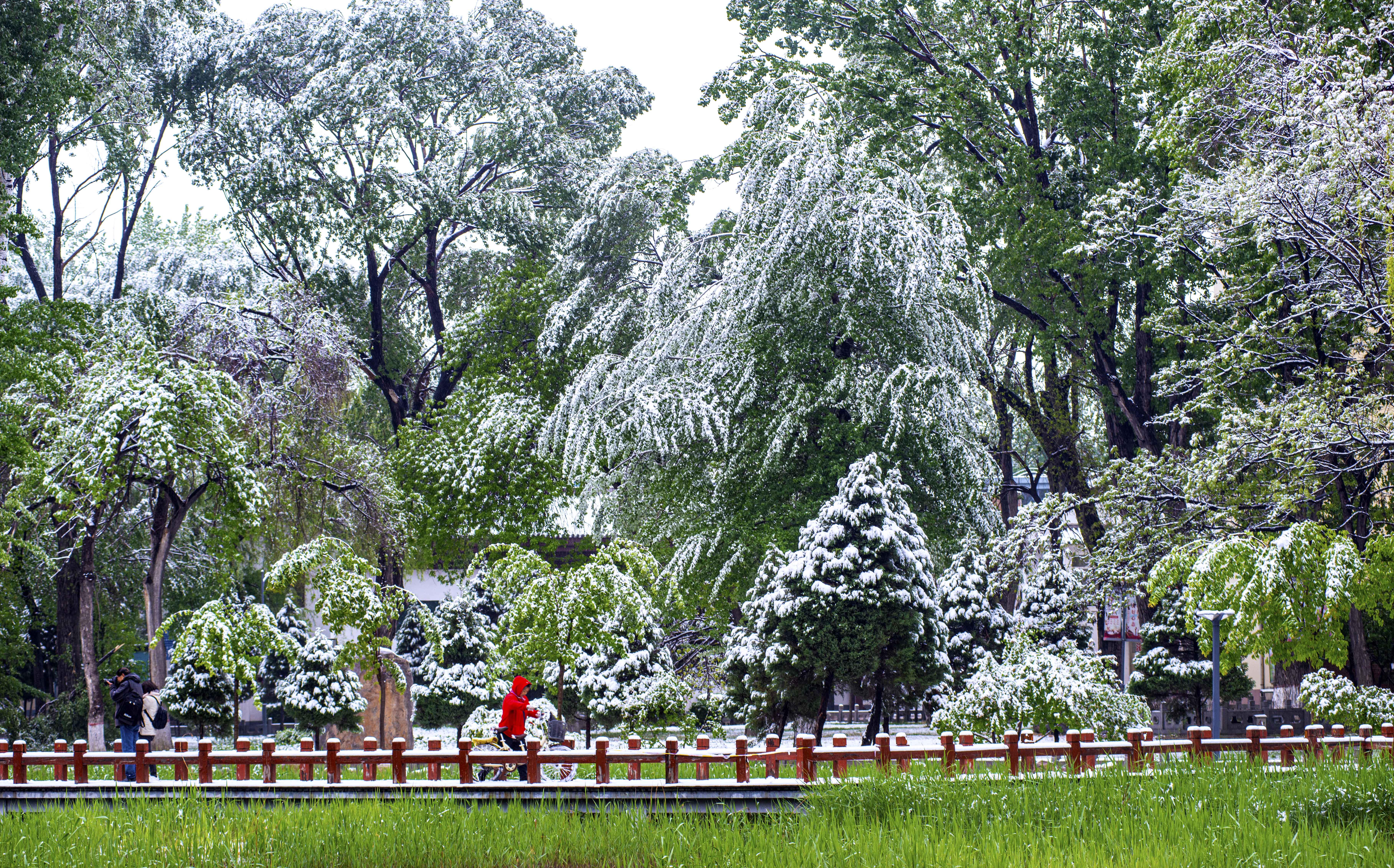 ͼ˵����ح��ѩӳ�ų�